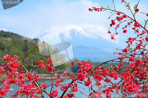 Image of Japan - ume tree blossom