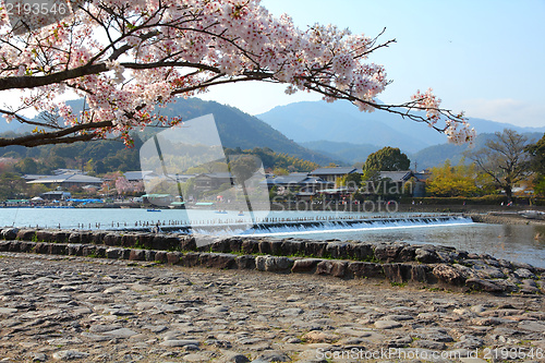 Image of Japan cherry blossom