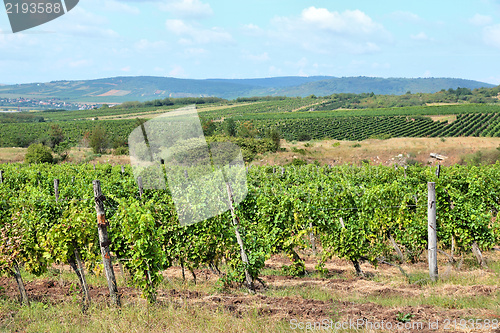 Image of Vineyard in Hungary