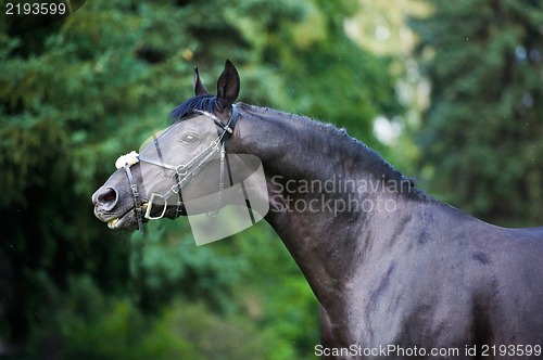 Image of stallion - breeder horse on green background