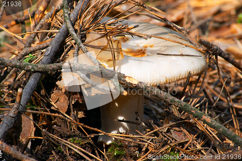 Image of Mushroom Russula