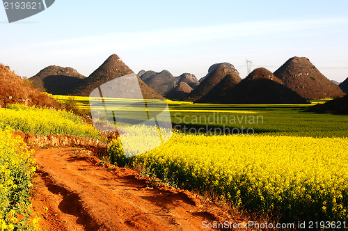 Image of Landscape of blooming rapeseed fields