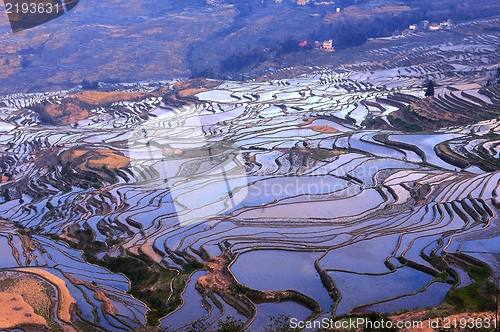 Image of Terraced Fields