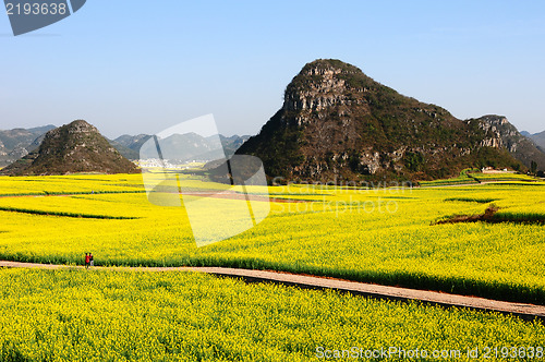 Image of Landscape of blooming rapeseed fields