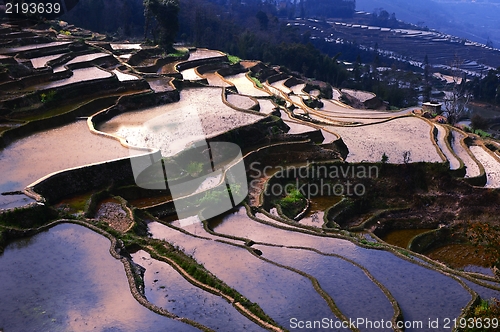 Image of Terraced Fields