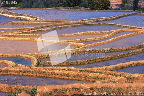 Image of Terraced Fields