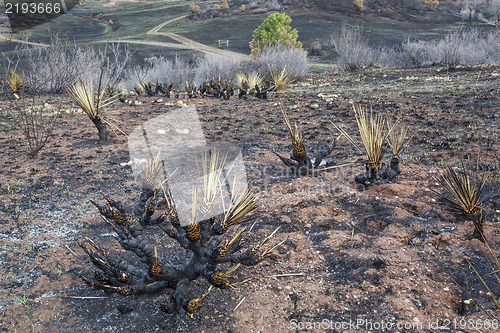 Image of wildfire burnt landscape 