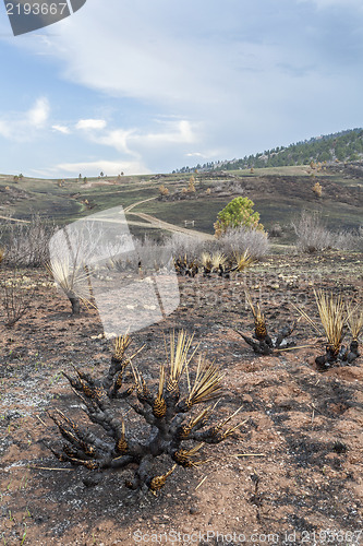 Image of wildfire burnt landscape 