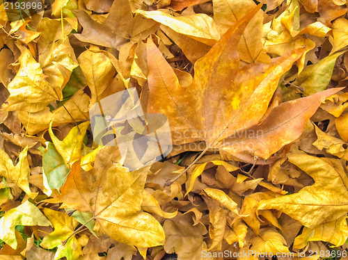 Image of Falling leaves