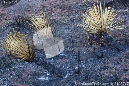 Image of wildfire burnt yucca