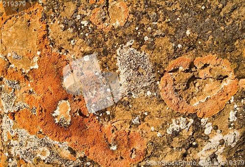 Image of Orange lichen