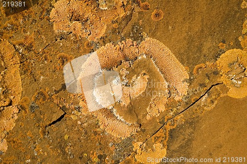 Image of Orange lichen