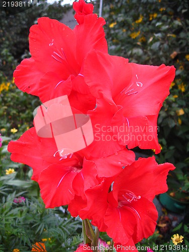 Image of beautiful flower of red gladiolus