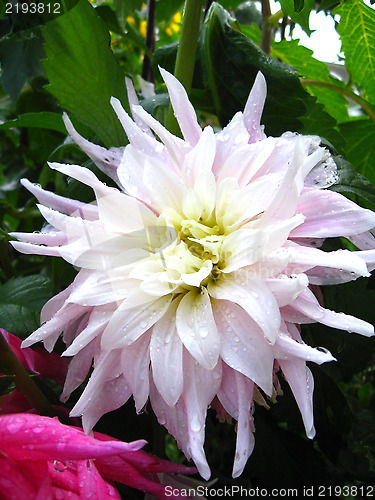 Image of beautiful flower of Dahlia