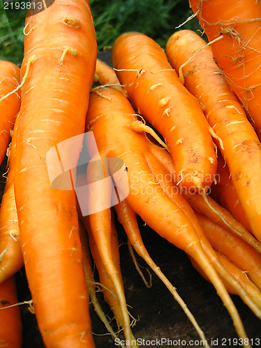 Image of a bunch of carrots