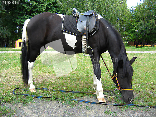 Image of black and white pony with a saddle