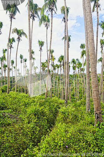 Image of Sick Coconut Trees