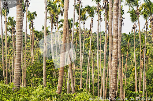 Image of Sick Coconut Trees