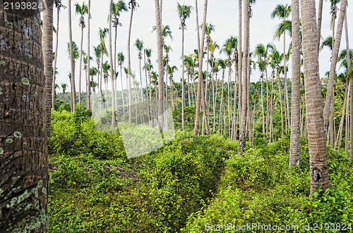Image of Sick Coconut Trees