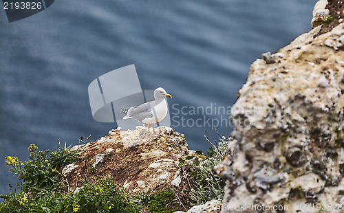 Image of The European Herring Gull on the Etretat Cliffs
