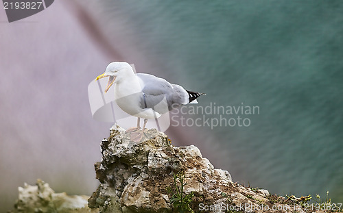 Image of The European Herring Gull on the Etretat Cliffs