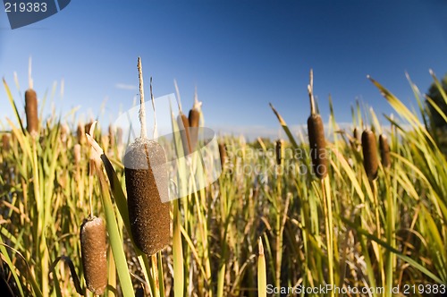 Image of Cattail