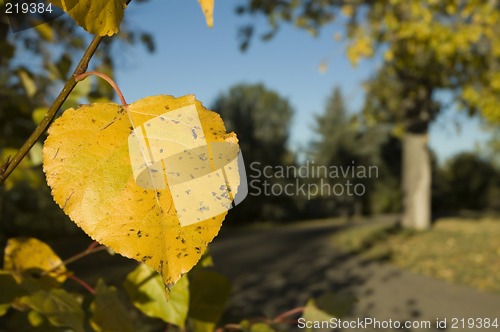 Image of Autumn leaf