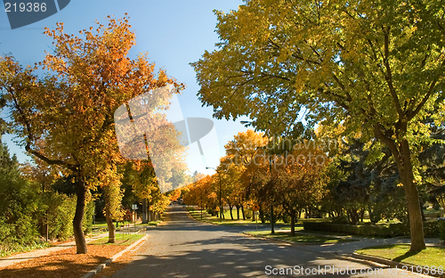 Image of Autumn Trees 1