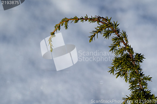 Image of Juniper twig