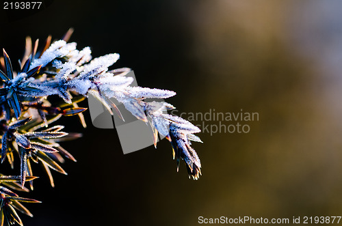 Image of Frozen juniper twig