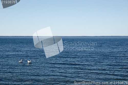 Image of Swan couple in blue water