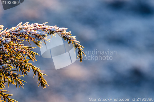 Image of Frosty juniper