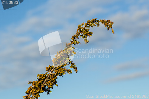 Image of Green juniper berries