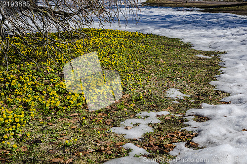 Image of Winter aconites