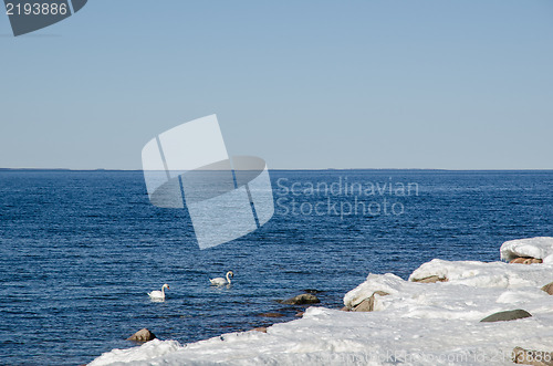 Image of Mute swans in early springtime