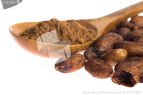 Image of Cacao beans isolated on white background