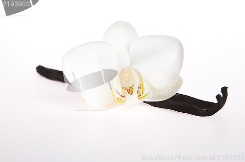Image of Vanilla pods and flower