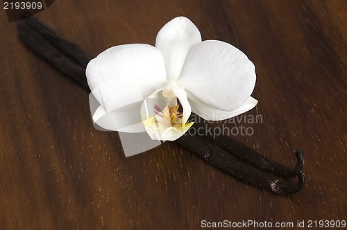Image of Vanilla pods and flower