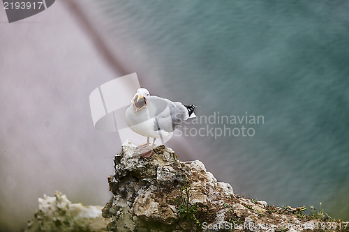 Image of The European Herring Gull on the Etretat Cliffs