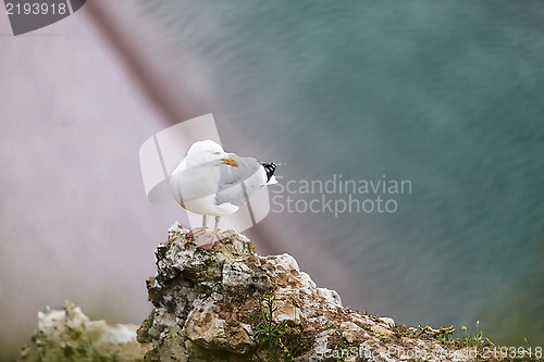 Image of The European Herring Gull on the Etretat Cliffs