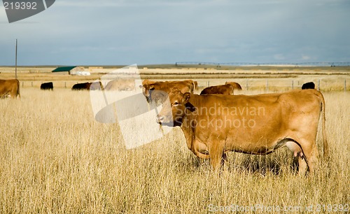 Image of Bovine milk cow