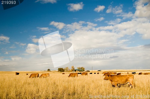 Image of Bovine milk cows