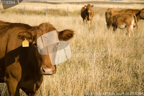 Image of Bovine milk cow
