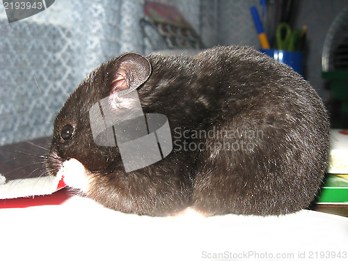 Image of Small grey and nice hamster