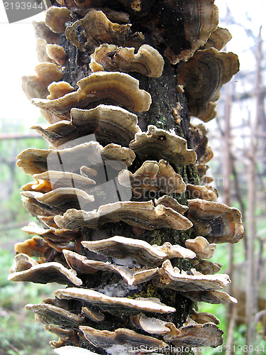 Image of mushrooms growing on the tree