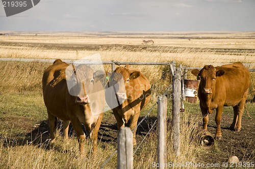 Image of cow stare