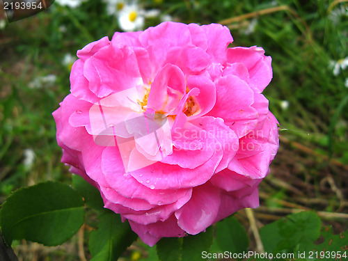 Image of a beautiful flower of red rose