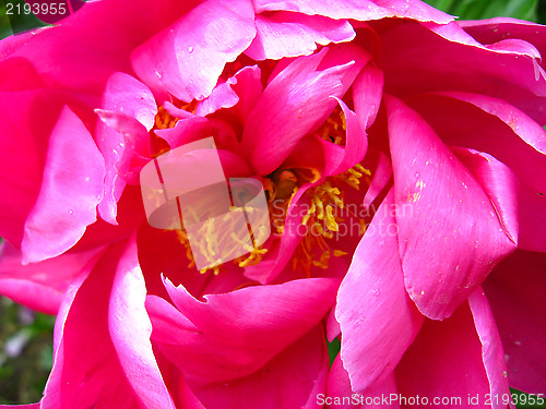 Image of the pink flower of peony