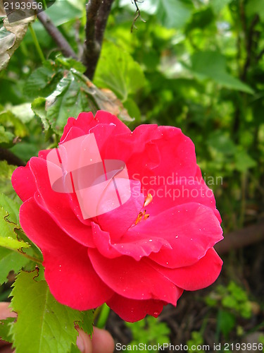 Image of a beautiful flower of red rose