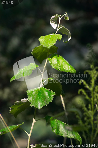 Image of Rattlertree (Populus alba)